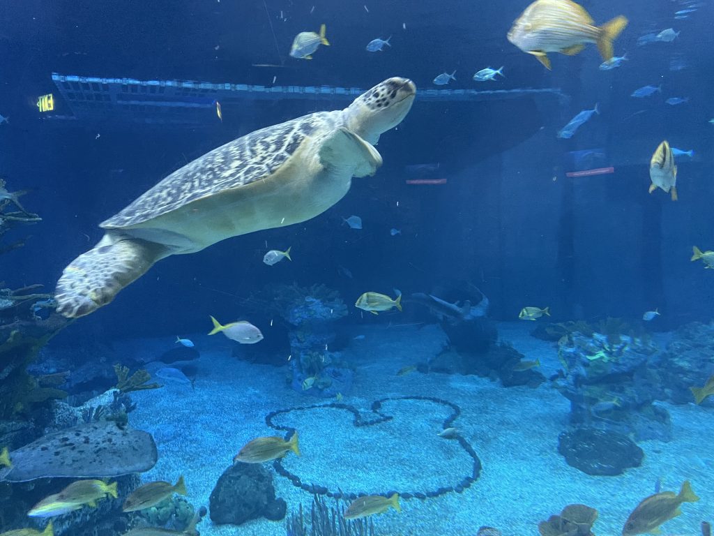 Turtle at Disney World