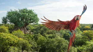 Disney Macaw