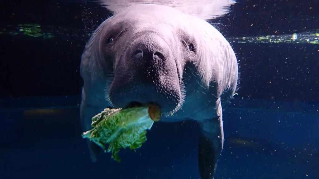 Disney World Manatees  