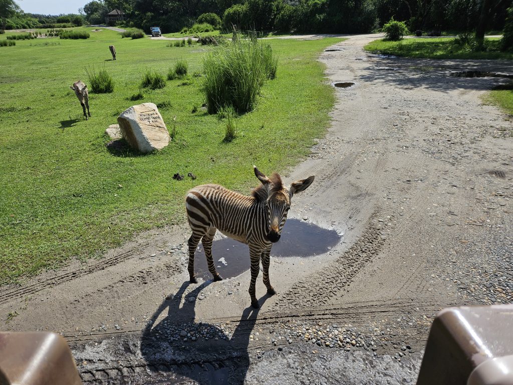 2 Zebra Foals at Kilimanjaro Safaris