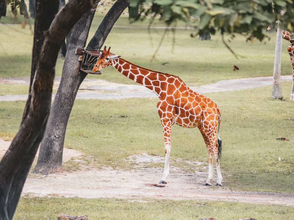 DAKL Somali giraffe