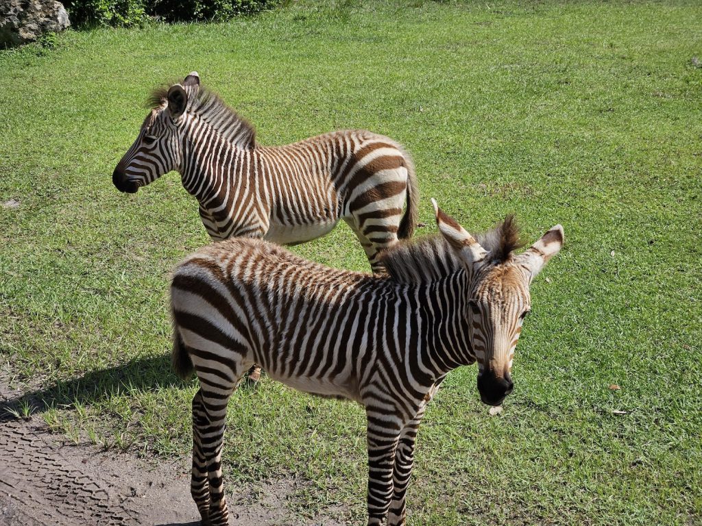 Kilimanjaro Safaris' new Zebra foals