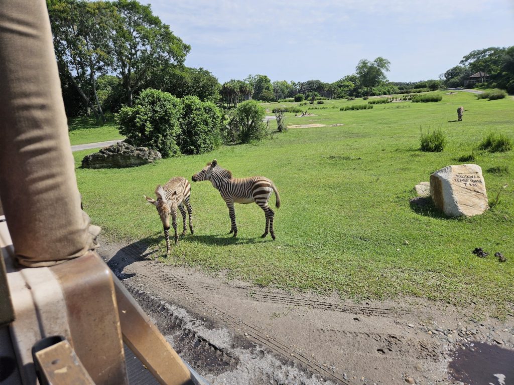 Two Zebra foals at Kilimanjaro Safaris