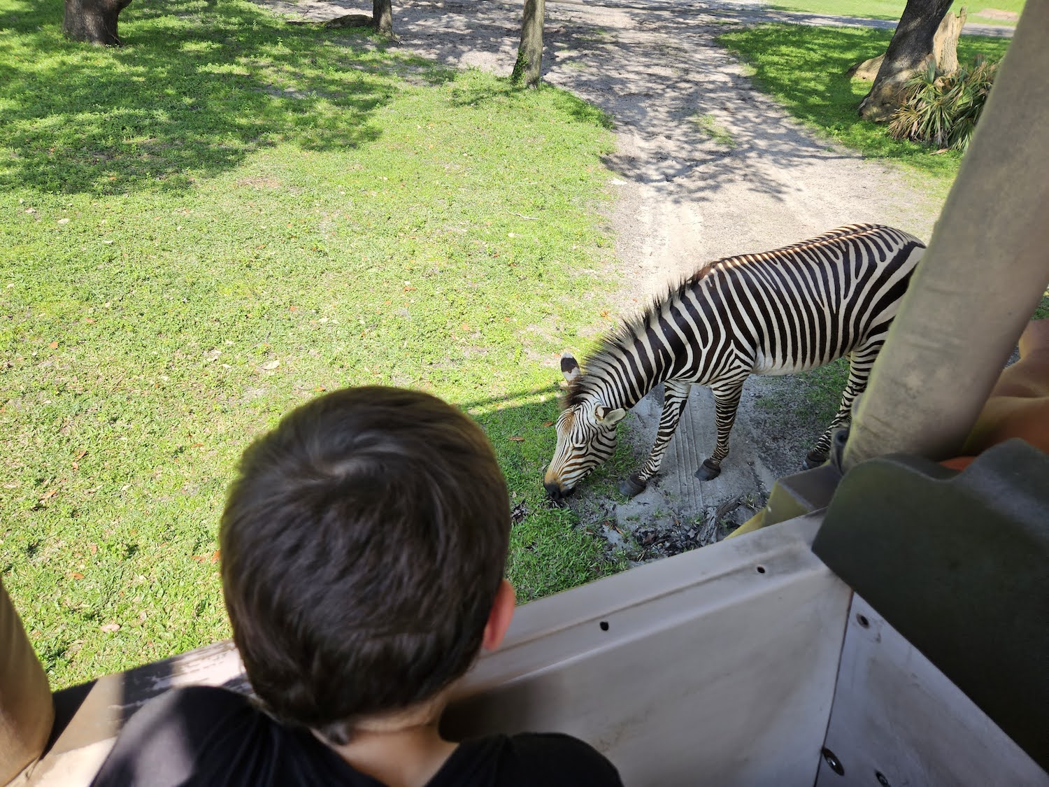 Zebra foal encounter at Kilimanjaro Safaris