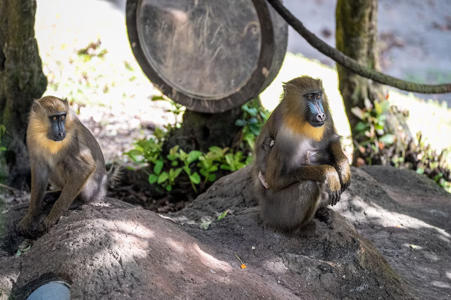 Ivy Hazel and Saffron Mandrill Monkeys at Animal Kingdom