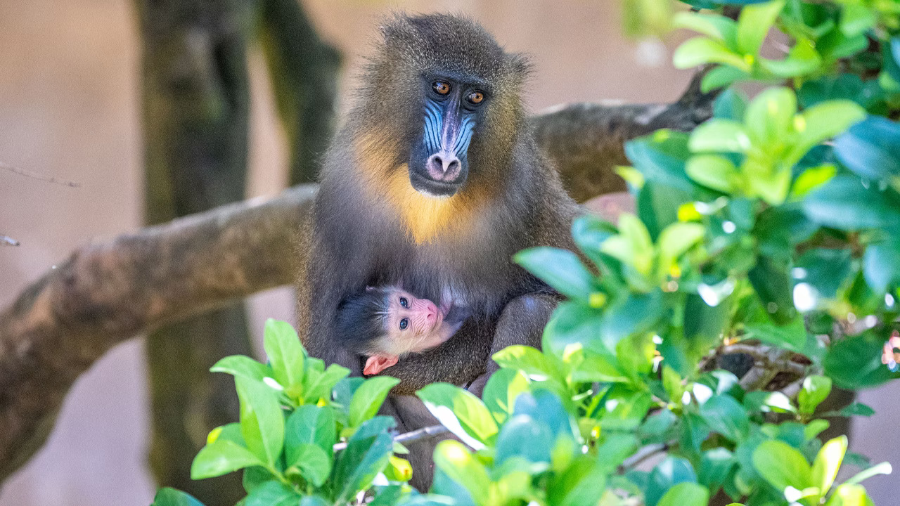 Saffron Baby Mandrill Monkey at Animal Kingdom
