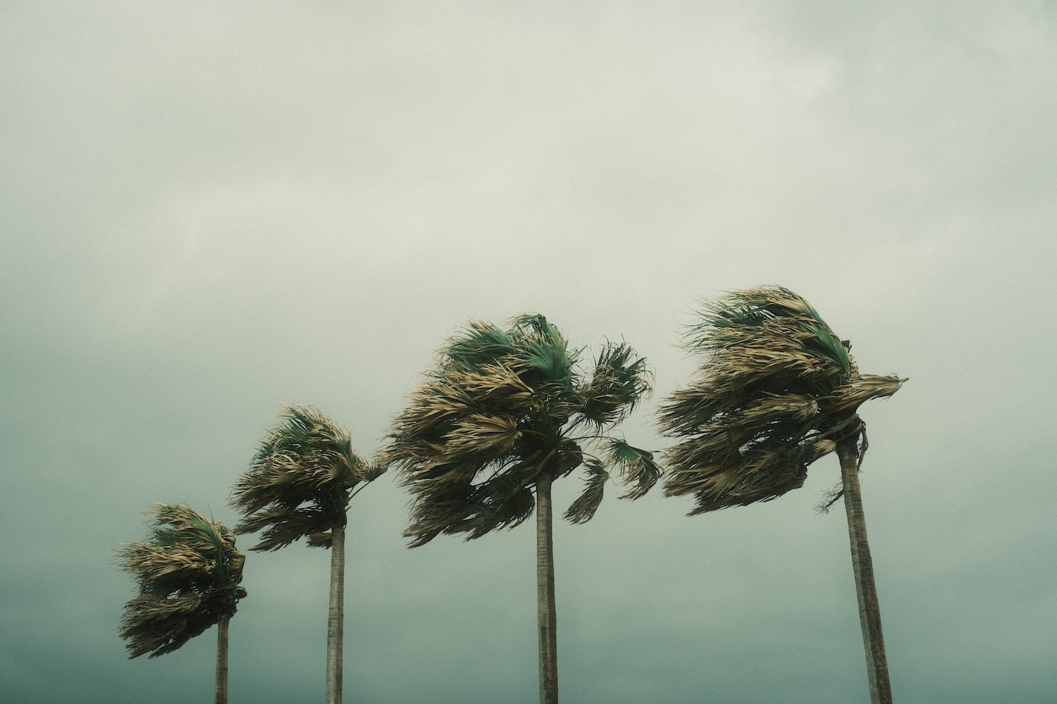 palm trees in a hurricane