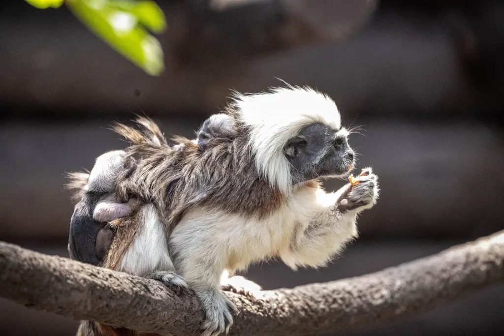 Cotton-Top-Tamarins