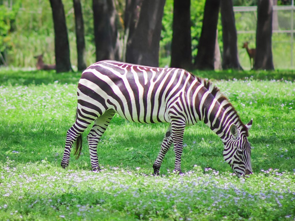 Zebra at Disney's Animal Kingdom Lodge