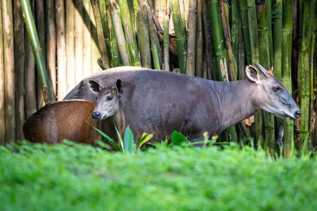Penny, a yellow-backed duiker, at Gorilla Falls Exploration Trail