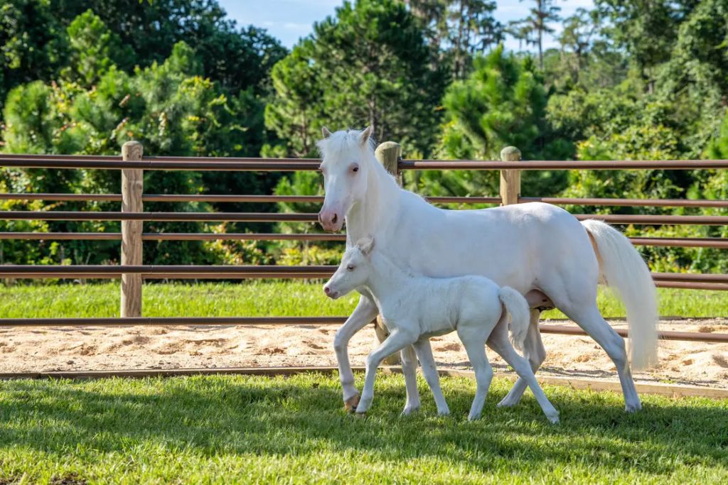 Pixie, a Shetland pony foal at Circle-D Ranch