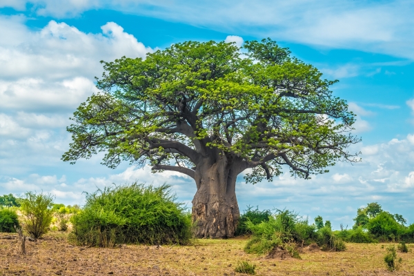 Baobab Tree