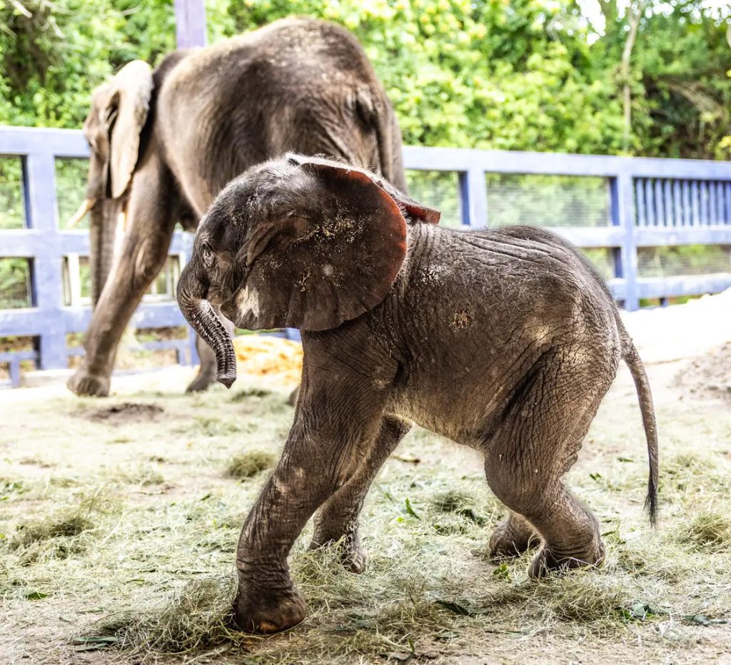 African elephant calf at Disney’s Animal Kingdom