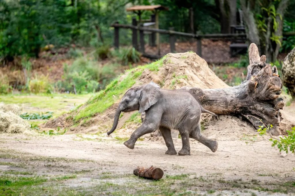 Baby Elephant Corra 2
