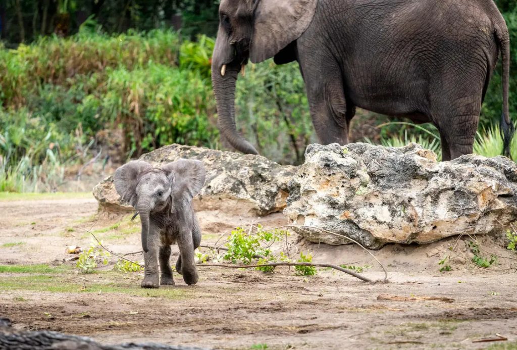 Bebé Elefante Corra 3