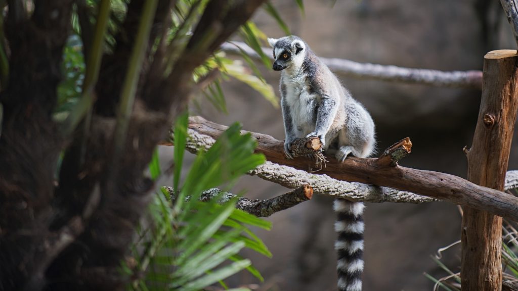 Lemurs at Disney's Animal Kingdom