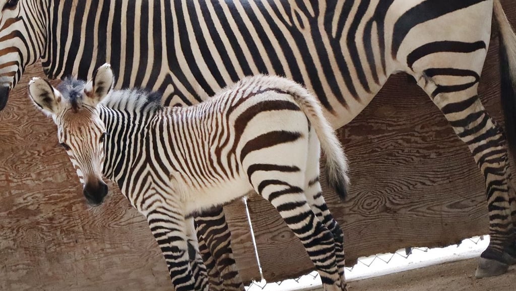 baby girl Hartmann’s mountain zebra