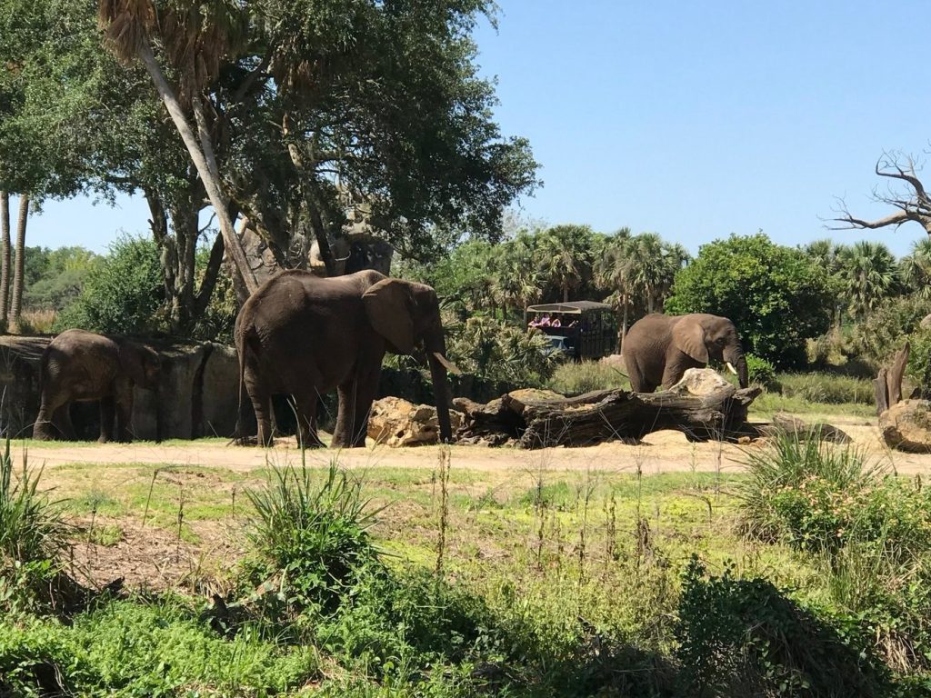 Elephants at Disney's Animal Kingdom