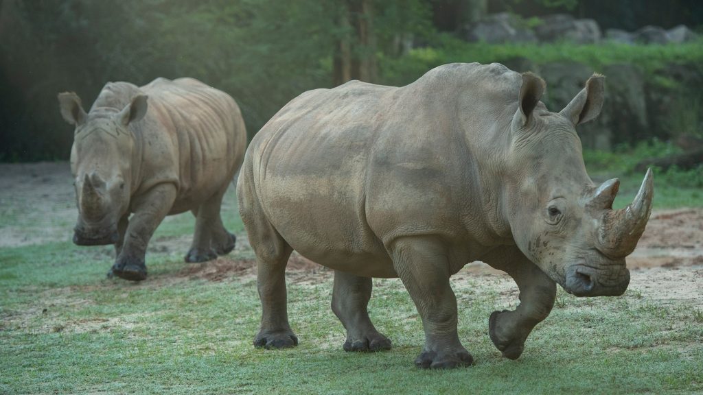 White Rhinos at Animal Kingdom