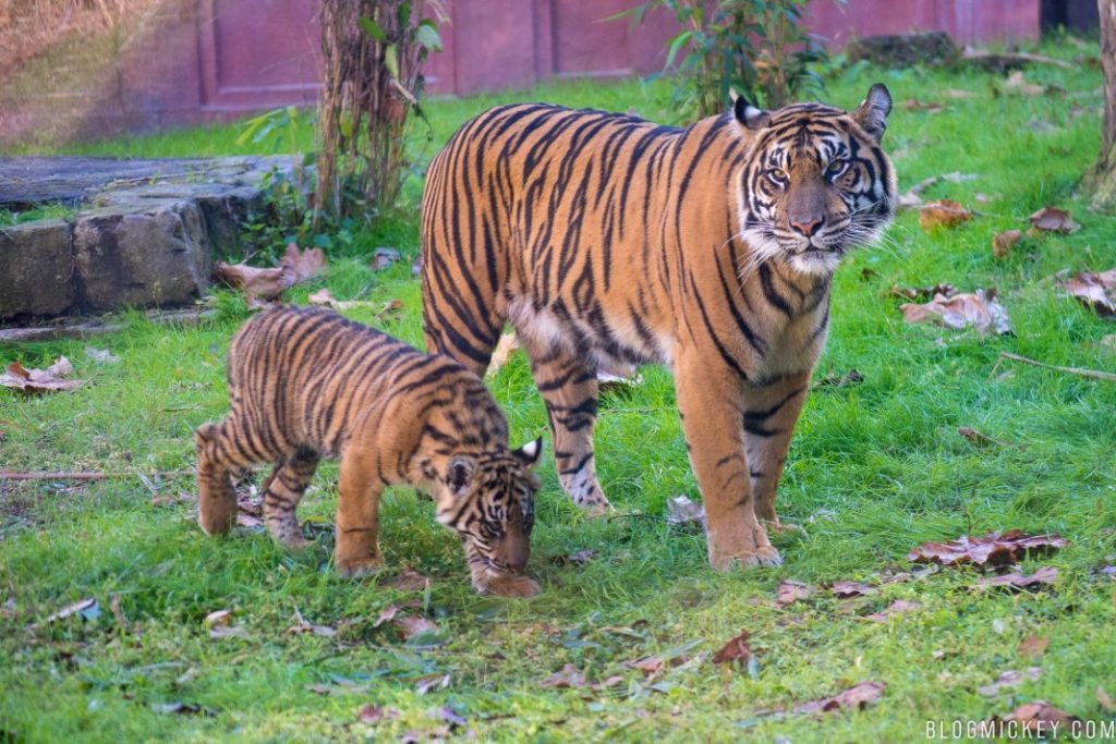 tigre-cachorros-animal-reino-01212018-8-1068x712