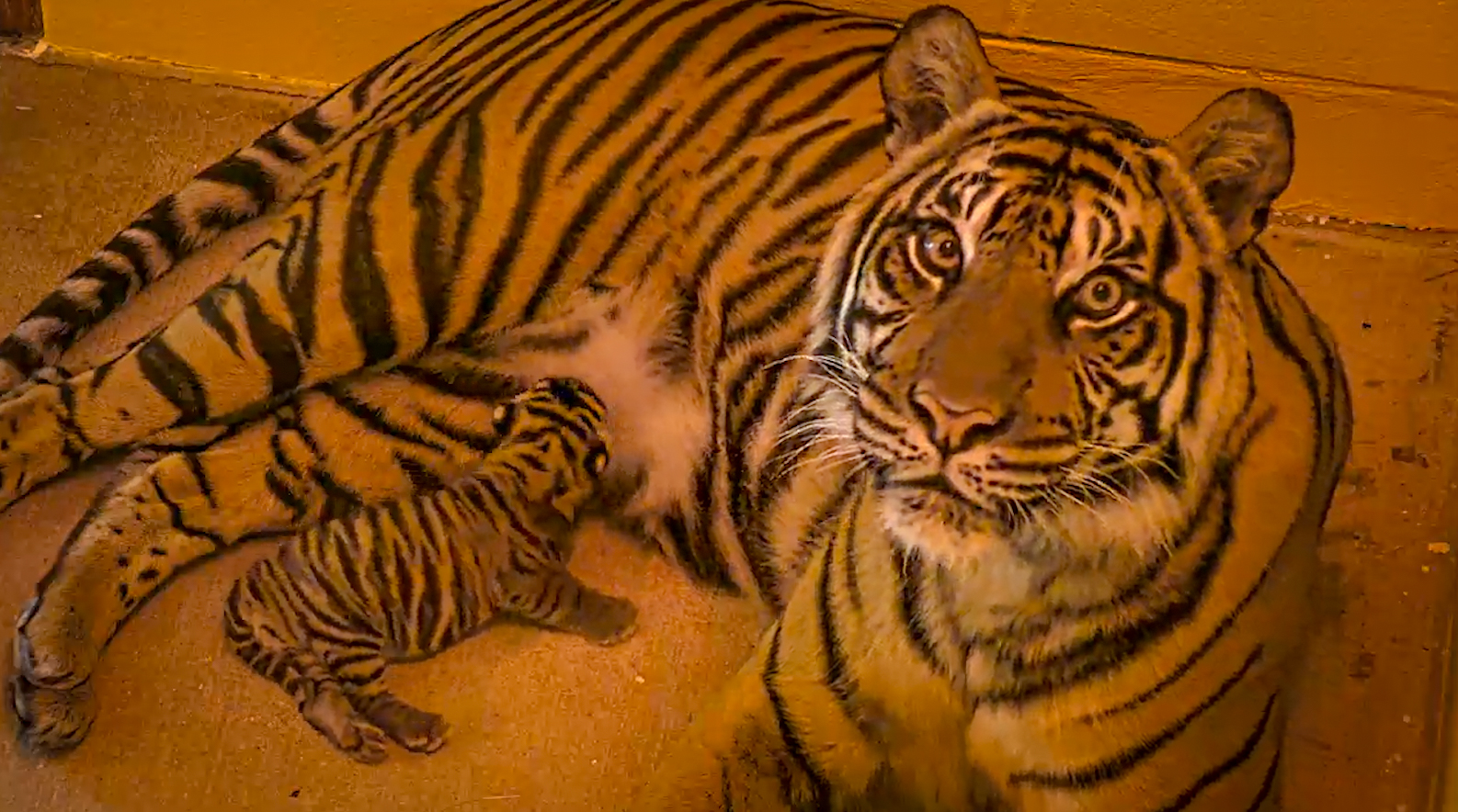 Welcoming a New Sumatran Tiger Cub at Disney's Animal Kingdom - DVC Shop