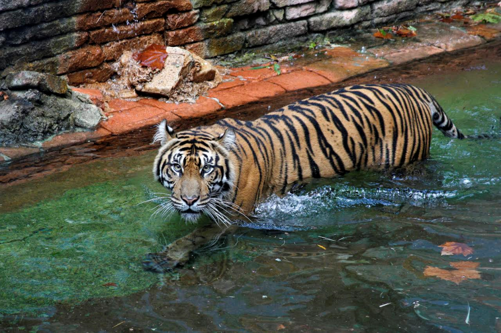 New-Tiger-Animal-Kingdom-2