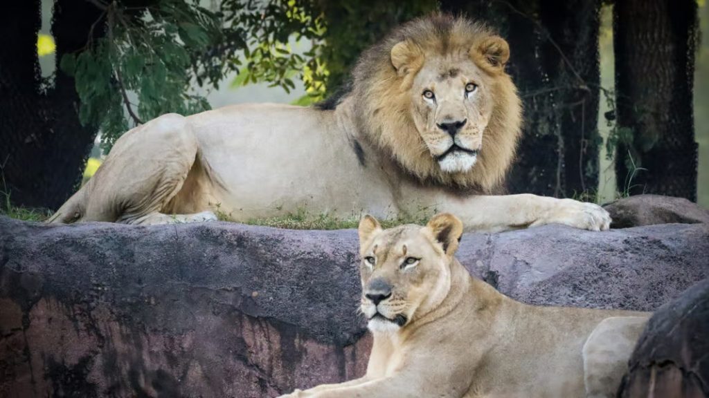 kilimanjaro-safaris-retiring-lions-1068x601