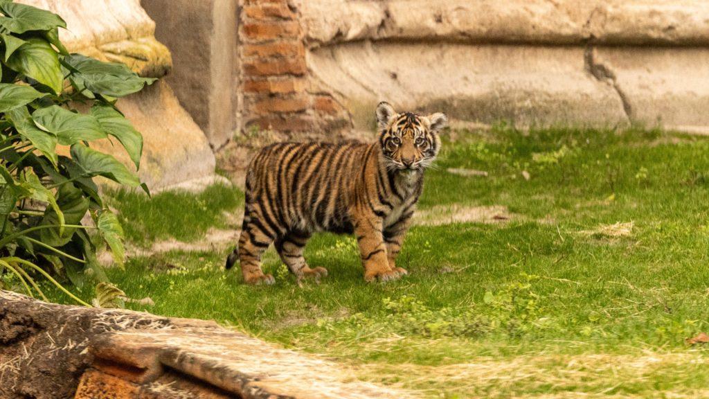 2025-wdw-dak-bakso-debut-de-tigre-bebé