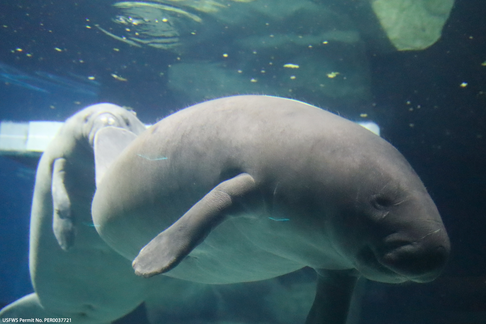 Manatees_at_EPCOT_LM-1-1620x1080