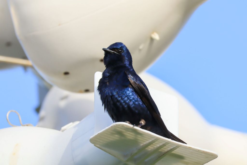 2025-WDW-Purple-Martin-1
