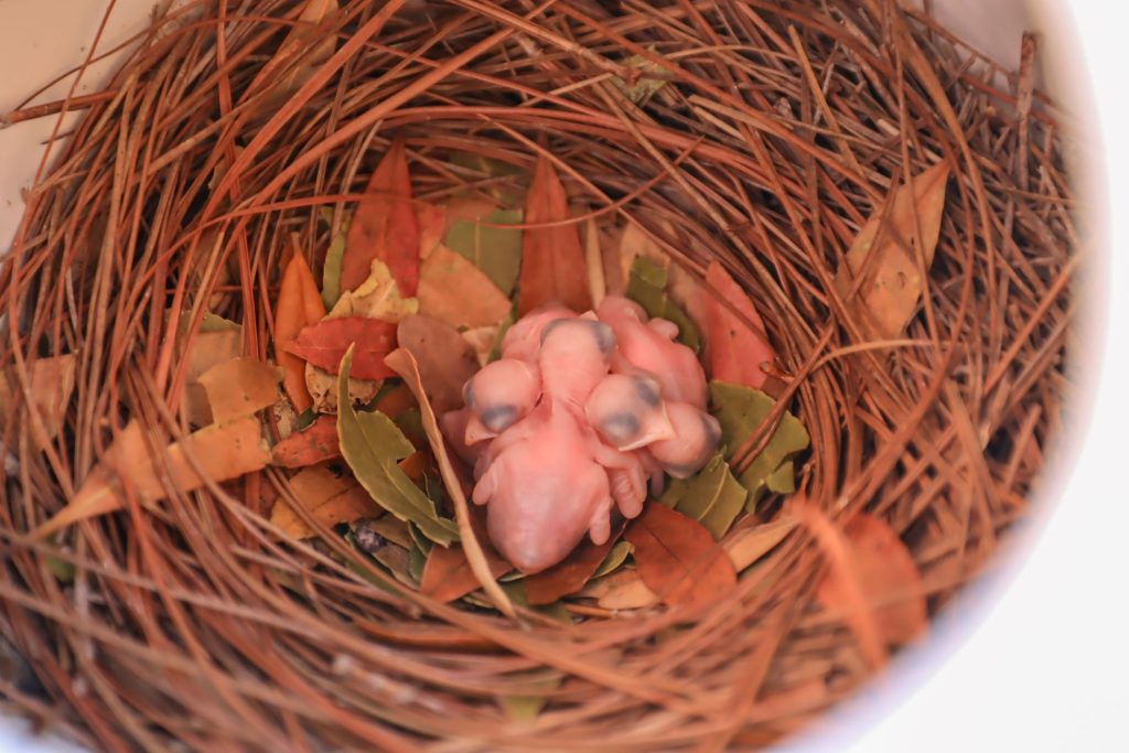 2025-WDW-Purple-Martin-4