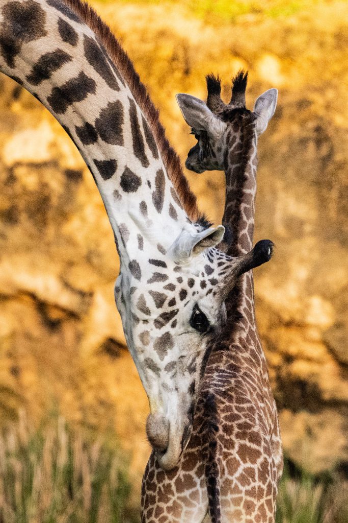 Baby-Giraffe-Tucker-7138-2_OT