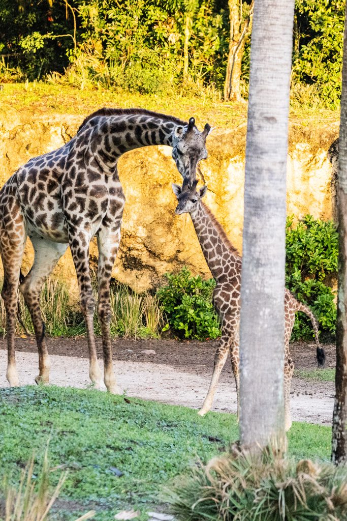 Baby-Giraffe-Tucker-7164_OT