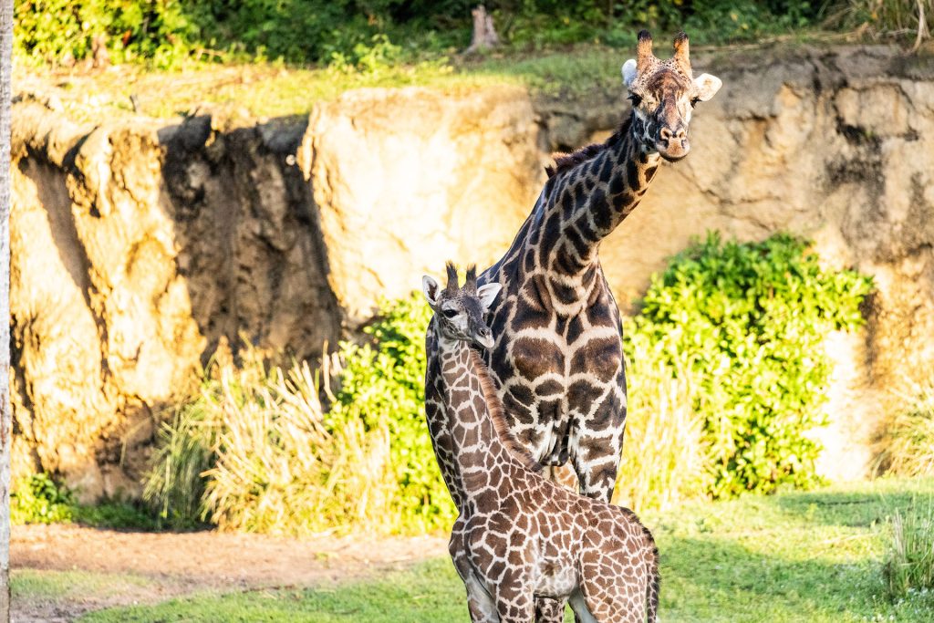 Baby-Giraffe-Tucker-7293_OT