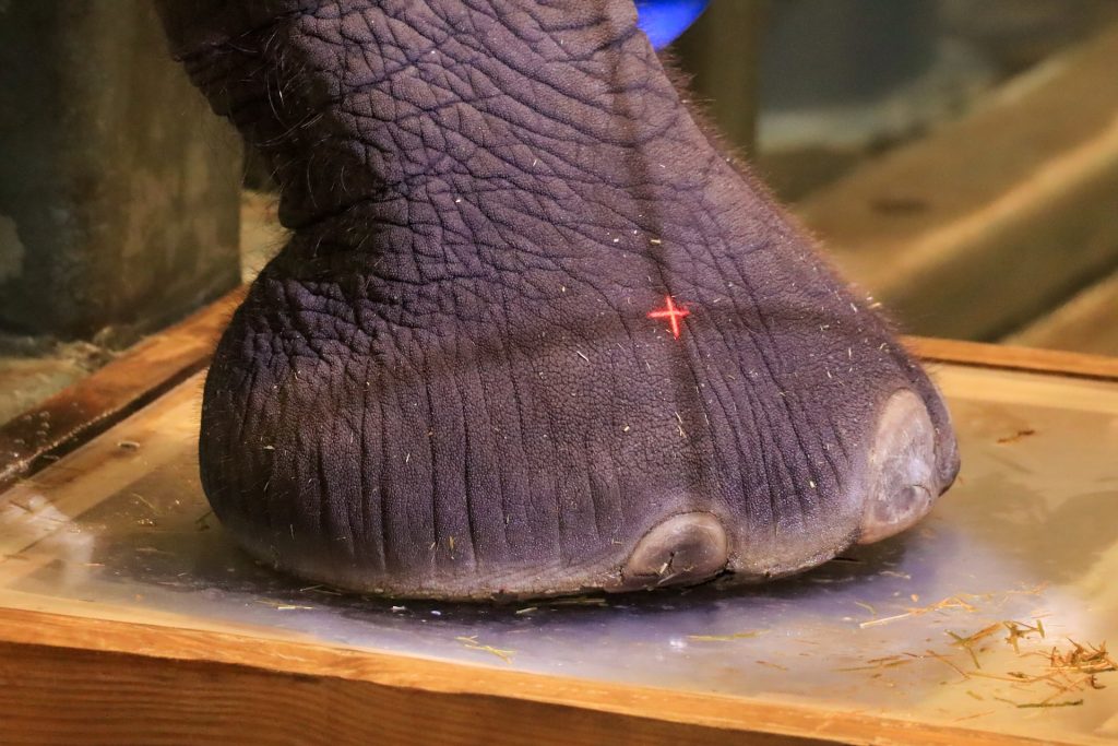 2025-ASE-Elephant-Foot-Radiographs-2