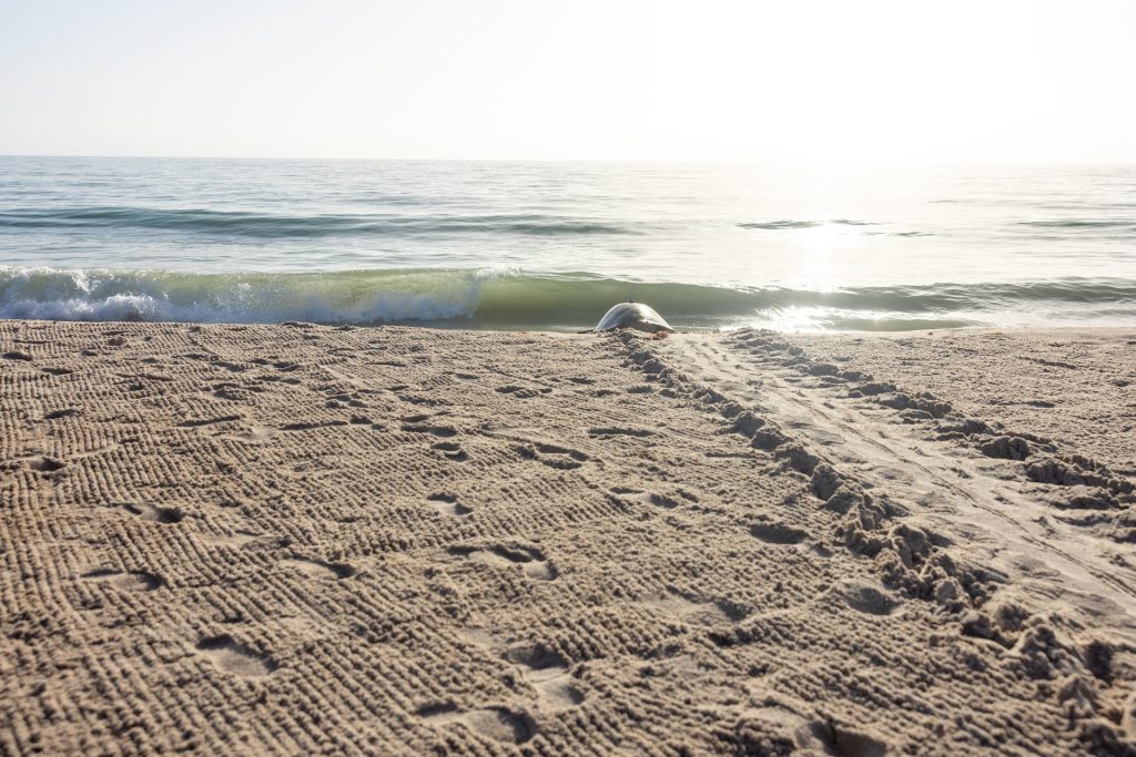 2025-WDW-Tour-de-Turtles-Beach