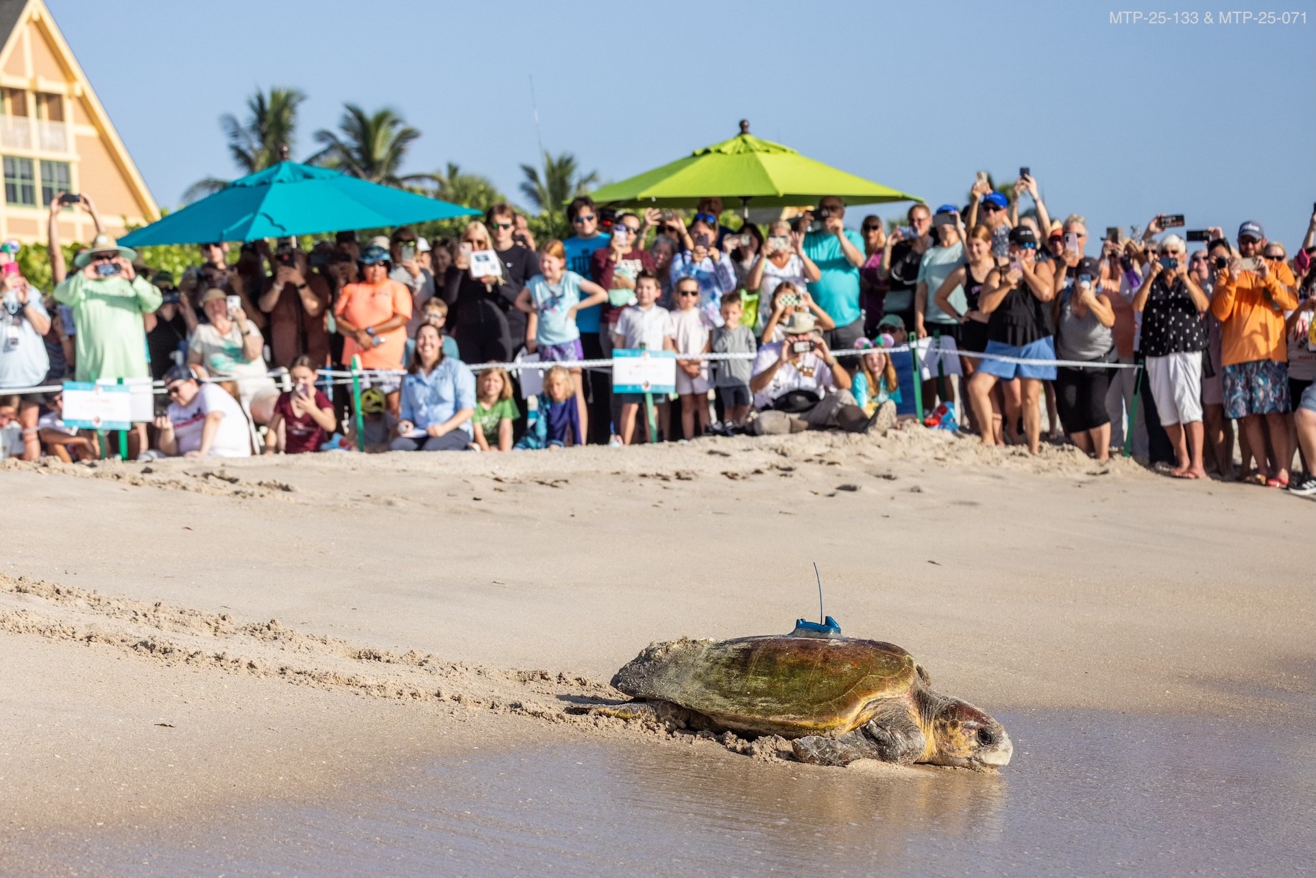 2025-WDW-Tour-de-Turtles-Turtle-and-Crowd