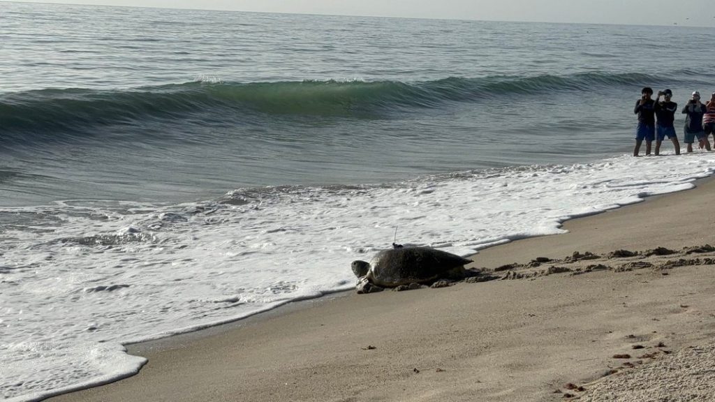Ariel Turtle