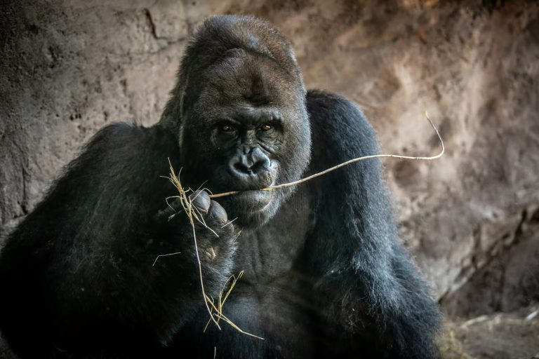 gino-gorilla-animal-kingdom-2000x1333