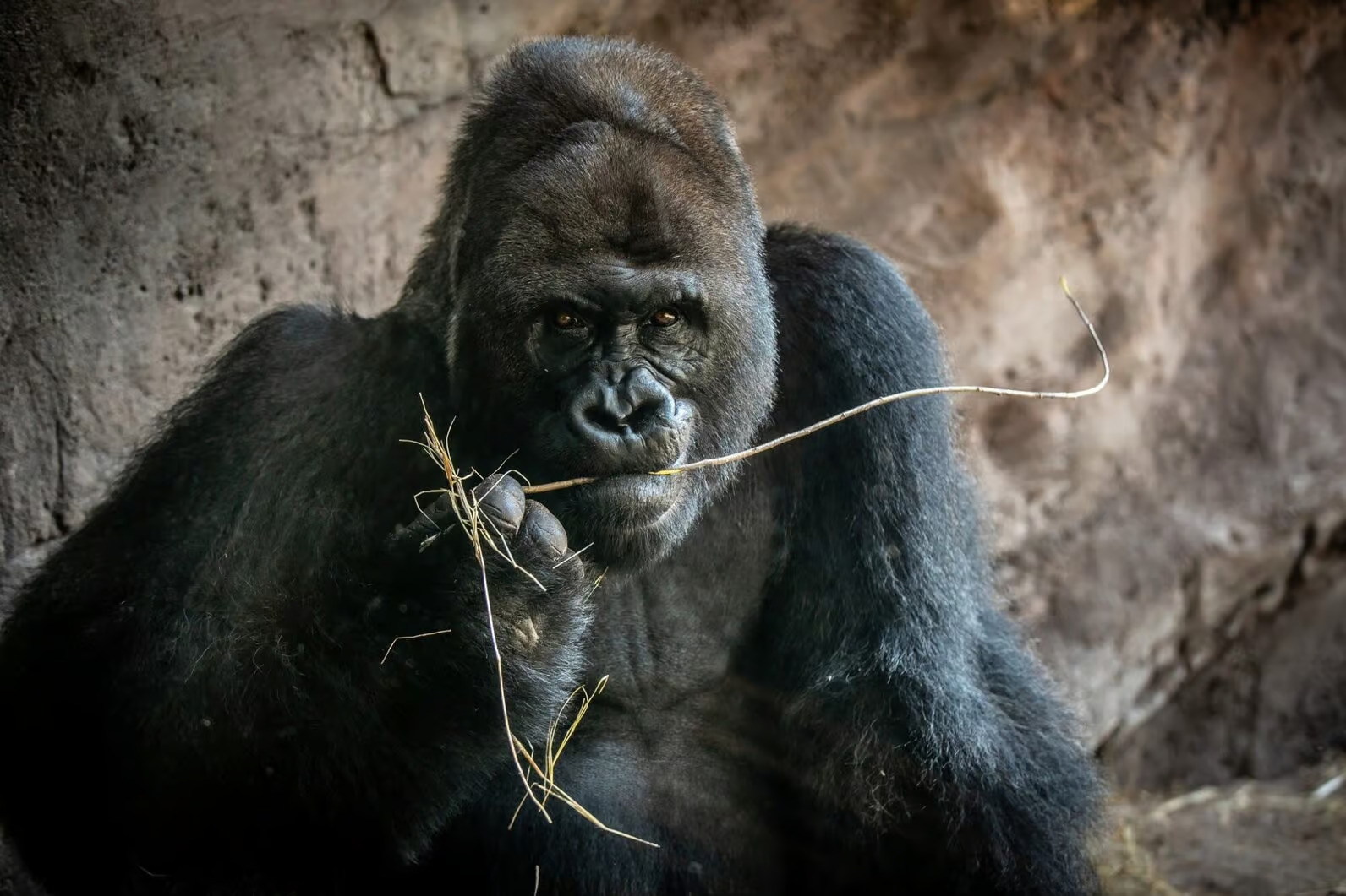 gino-gorilla-animal-kingdom-2000x1333
