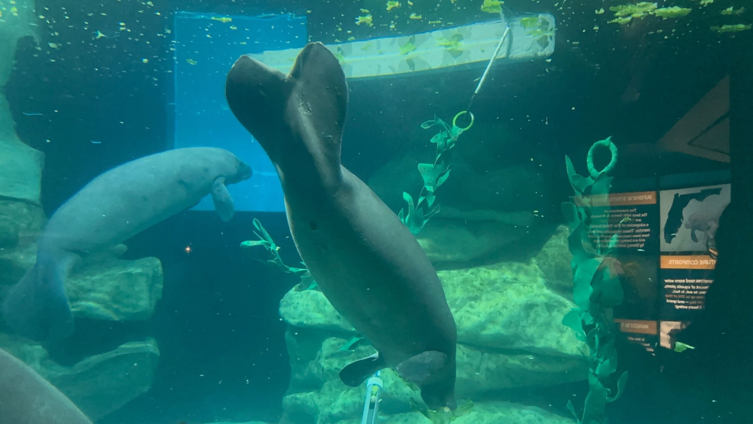 WDW-EPCOT-manatee-mermaid2