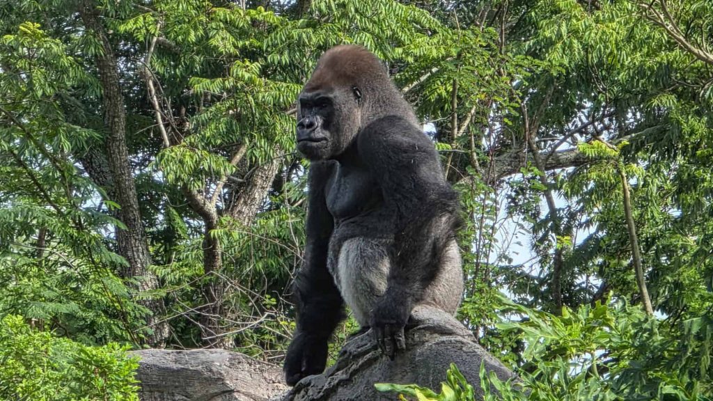 Meet Bakari, Animal Kingdom's New Silverback Gorilla - DVC Shop