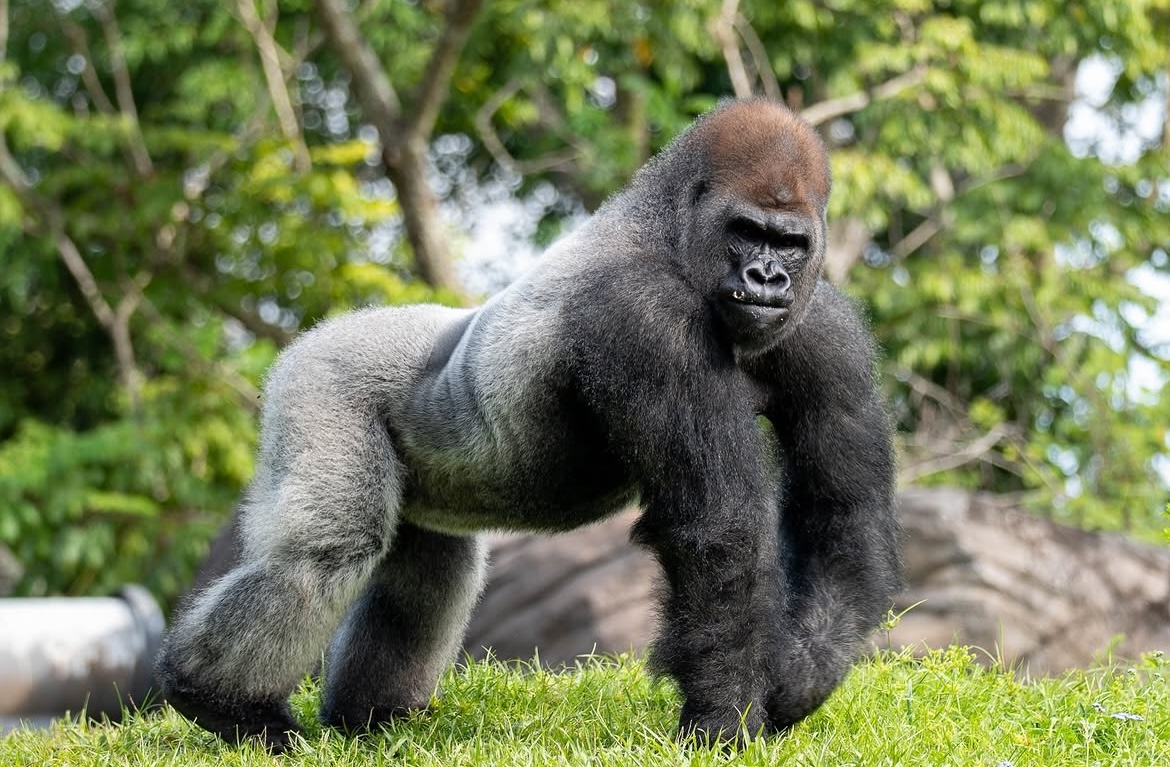 dak-bakari-gorilla-falls-exploration-trail
